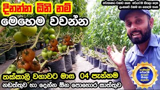 හරිතාගාර තක්කාලි වගාවේ මාස 04 පැන්නම දෙන්න ඕන සාත්තුව හා නඩත්තුව | Polytunnel Tomato Farming