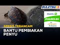 SPESIS TERANCAM | Pembersihan Pantai, Kekalkan Lokasi Penyu Bertelur