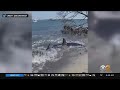 Shark spotted on Long Island shore