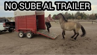 COMO SUBIR UN CABALLO AL TRAILER CON MIEDO CREANDO CONFIANZA #caballossalvajes #horsesplanet #