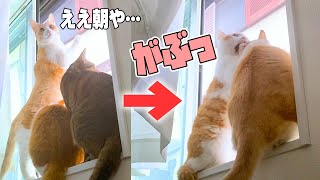 猫たちの朝は喧嘩から始まります