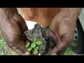 tertiary ingredients of caesalpinia mimosoides formuls pankaj oudhia s medicinal plant database