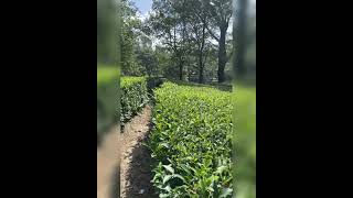 Beautiful tea garden palampur Himachal pardesh. #naturebeauty here #teagarden