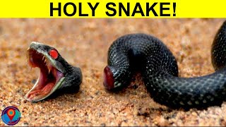 10 Animals That Can Live After Death!