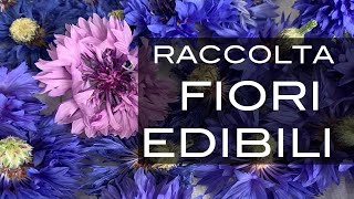 Raccolta ed essiccazione dei fiori commestibili