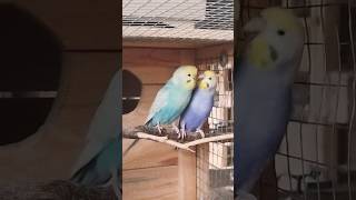 Papugi faliste tęczowe rainbow budgies parrot