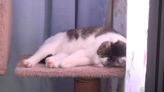 【愛おしかったキャットタワーの上で寝ていた猫】A cat sleeping on the cat towe