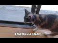 おてんば猫「しるば」は今日も元気です ♪／まったり過ごす？はずがない…／daily life of a tomboy cat