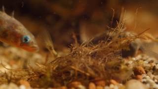 Male three spined stickleback nudging female into nest, to encourage egg laying.