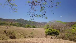 Guanacaste: árbol nacional de Costa Rica (video en 4k)