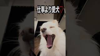 【主と過ごす時間をもっと楽しみたい愛犬の本音】