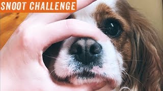 Cute Dogs Snoot Challenge Compilation