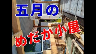 めだか飼育日記【21】ゾウリムシ・採卵・針子・過抱卵 etc... 大忙しな我が家のめだか小屋(^-^;