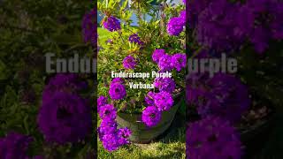 Endurascape Purple Verbena