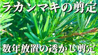 【ラカンマキの剪定①】よくある数年ぶりのラカンマキの透かし剪定の仕方！