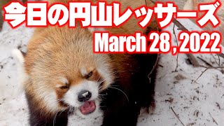 【レッサーパンダ】今日の円山レッサーズ　March 28 , 2022　Red Pandas at Maruyama Zoo