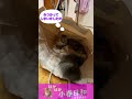 【メインクーン】液体猫さんは紙袋でも落ち着くようです【子猫】 shorts