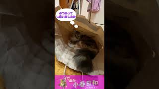 【メインクーン】液体猫さんは紙袋でも落ち着くようです【子猫】 #Shorts