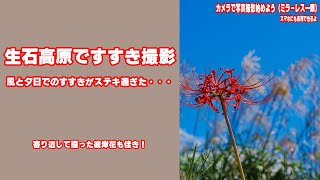 【生石高原のすすき】寄り道して撮った彼岸花がきれいでほぼ満足しつつも生石高原へ　スパイダーマンに出会ったり　逆光の美しいすすきが見られたり　夕焼けに照らされて風に揺れるすすきも見られたり絶景が過ぎた！