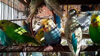 セキセイインコの飼い方完全ガイド！初心者でも安心