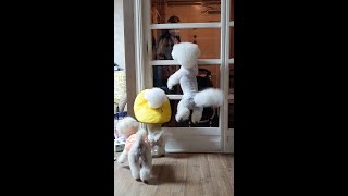 돌아온 엄마를 격하게 반기는 강아지│공중부양 하는 강아지│A puppy who welcomes his mother back.