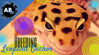 Leopard Gecko Breeding: SnakeBytesTV : AnimalBytesTV