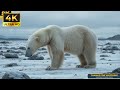 a giant polar bear attacked by worms a heartwarming story