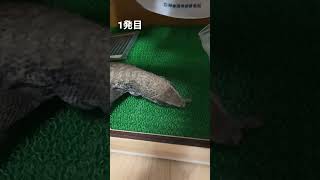 ゴキブリ1匹に苦戦するトカゲ　Lizard struggling with one cockroachサバンナモニター　ぼぅ　#reptile #animal #pet #lizard