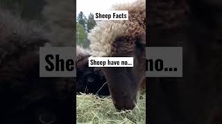 Sheep Facts! Did you know? Comment below! #sheep #animalshorts #cow #facts #sheepmakemehappy