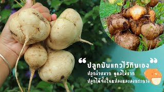 ปลูกมันแกวไว้กินเองกันค่ะ🥔