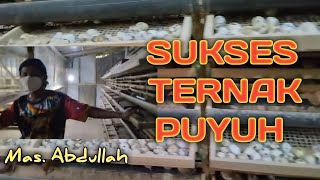 Sukses Beternak Puyuh di Kandang Baterai