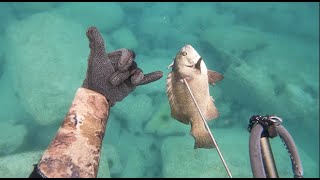 Spearfishing Eden NSW - Catch n Cook!