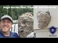 HUGE Hornet Nest Treated and Removed from a building