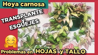 Hoya carnosa bilobata transplante ❤️ flor de cera hojas arrugadas y tallo seco c