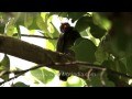 red vented bulbul or pycnonotus cafer