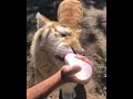 feeding milk in a bottle to an adult tiger amazing