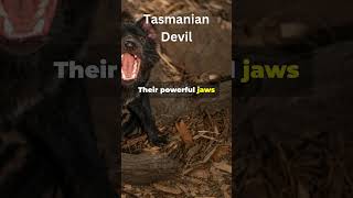 Tasmanian Devil: Nature's Bone Crusher! #animals #facts #wildlife