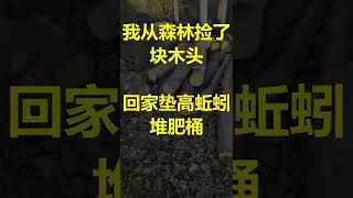 22v2 我开始做蚯蚓堆肥桶，从森林里捡了一个木桩子，大自然的馈赠--- 投笔从农朱叫兽 365挑战之22v2