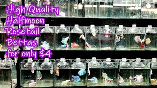 High-Quality Halfmoon \u0026 Rosetail Bettas for Just $4 Each at Chatuchak Market!