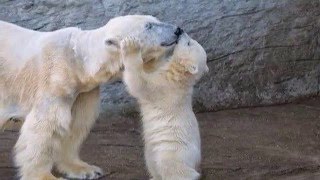 【かわいすぎ】ぬいぐるみ！ふわふわのシロクマの赤ちゃん写真