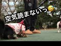 カニンヘンダックス max jr. 新宿鮫ならぬ新宿犬の生活