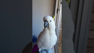 【4】足に止まり小休止する野生の手乗りキバタン。Wild (and well mannered) cockatoo enjoys walking in our room.