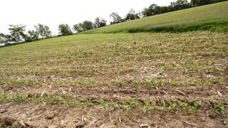 Corn update - Week 4