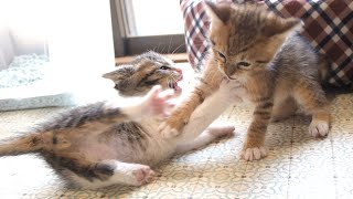 子猫の喧嘩が段々激しくなる！？【赤ちゃん猫】【保護子猫】