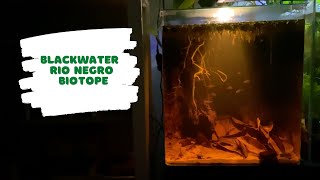 Blackwater rio Negro Biotope Aquarium