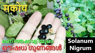 Health Benefits of Manithakkali | മണിത്തക്കാളിയുടെ ഔഷധ ഗുണങ്ങൾ