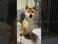 舌をしまい忘れた柴犬 shibainu shorts 柴犬