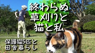 【保護猫たちと田舎暮らし】お世話しながら癒やされて・終わらぬ草刈りと自由な猫たち