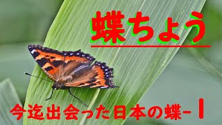 今迄出会った日本の蝶 その 1