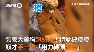 領養大黃狗超黏人！特愛被摸摸  奴才手一停「用力轉頭怒瞪」